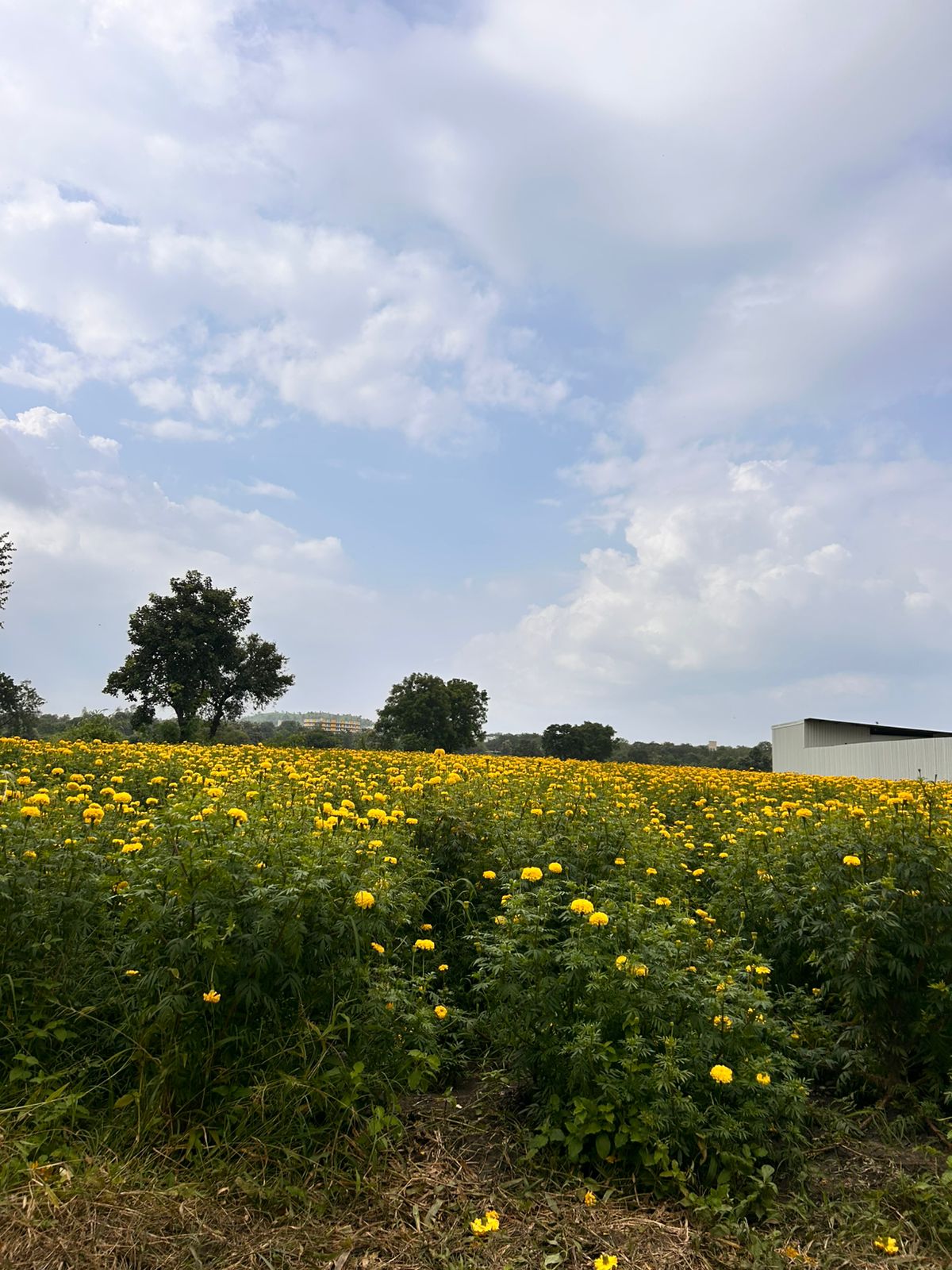 WhatsApp Image 2025-09-10 at 14.44.03