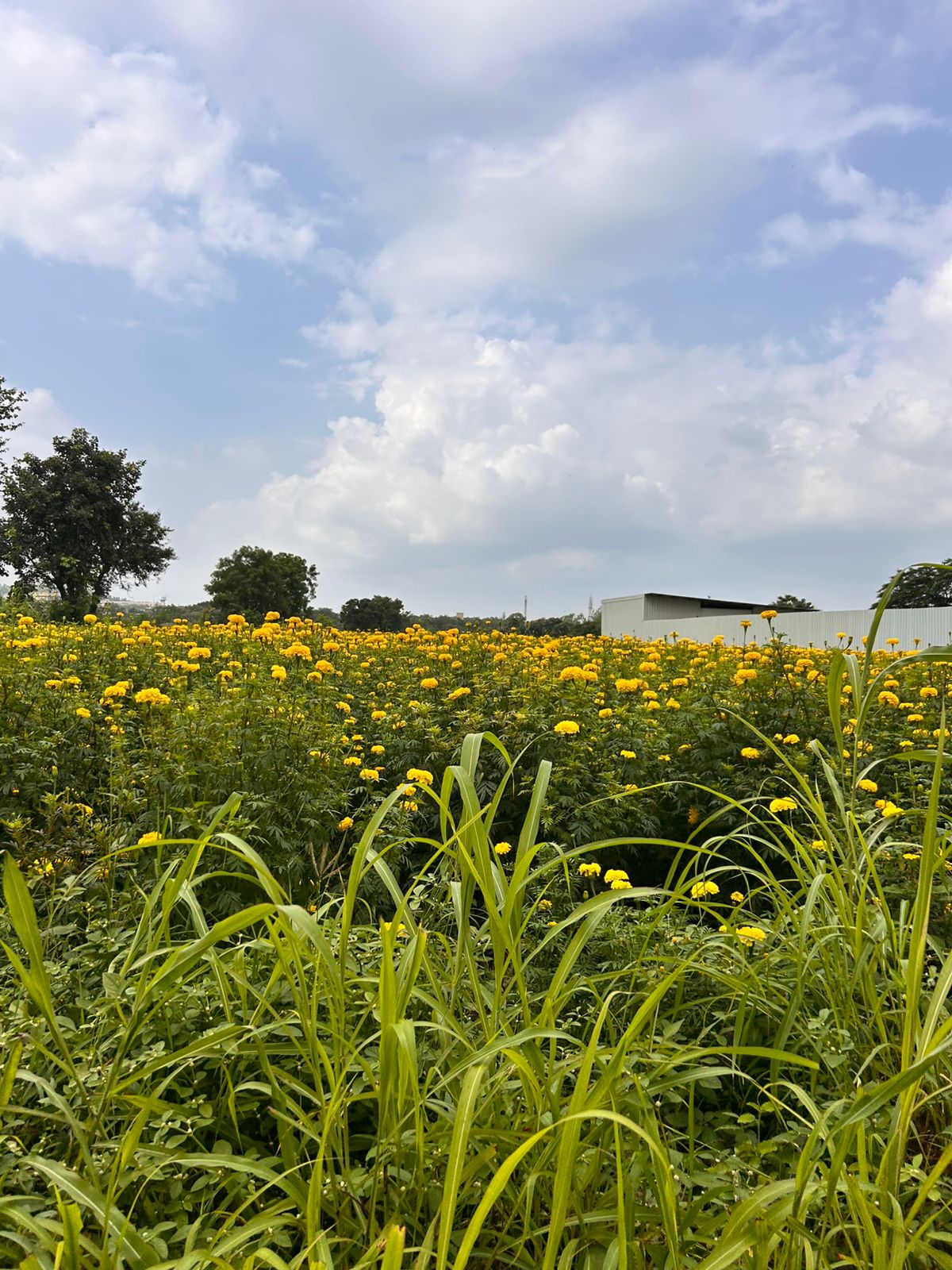 WhatsApp Image 2025-09-10 at 14.44.04 (1)